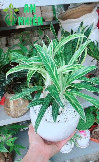 Chậu cây giữ tiền