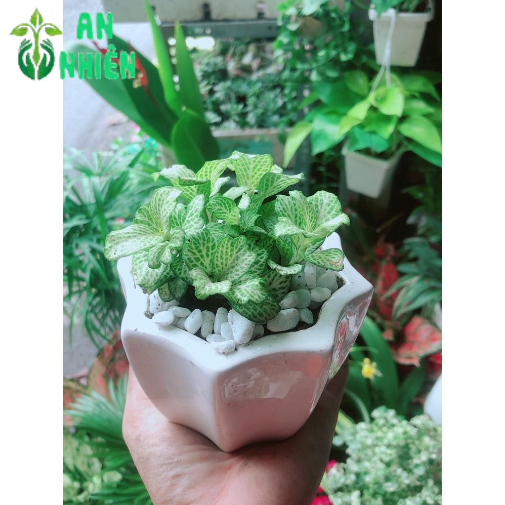 Chậu Cây Cẩm Nhung Xanh (cây may mắn)