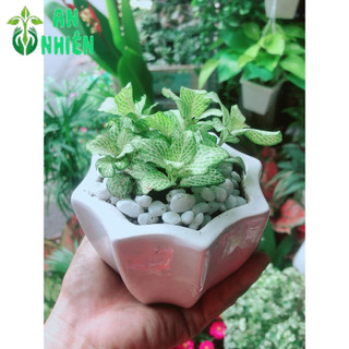 Chậu Cây Cẩm Nhung Xanh (cây may mắn)