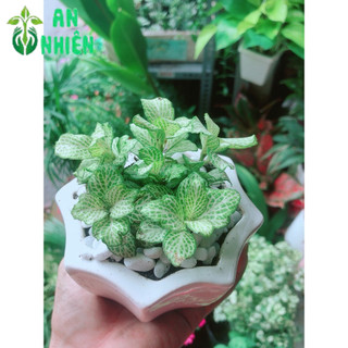 Chậu Cây Cẩm Nhung Xanh (cây may mắn)