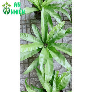 Cây Tổ Quạ