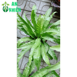 Cây Tổ Quạ