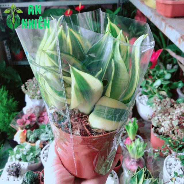 Lưỡi Hổ Thái Vàng