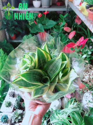Lưỡi Hổ Thái Vàng