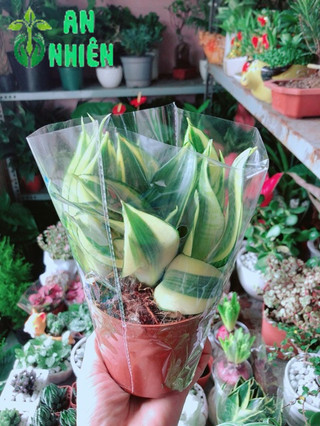 Lưỡi Hổ Thái Vàng