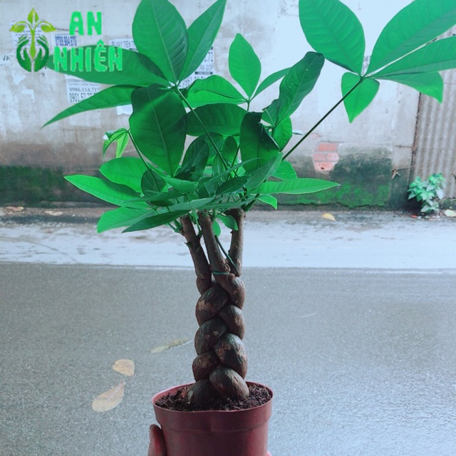 Kim Ngân Thắt Bính 3 Thân