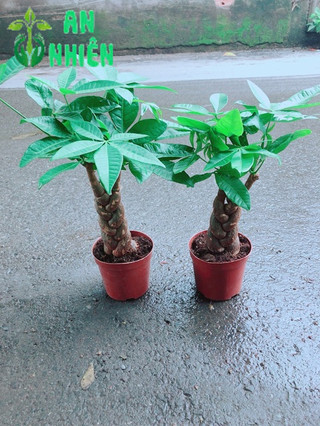 Kim Ngân Thắt Bính 3 Thân