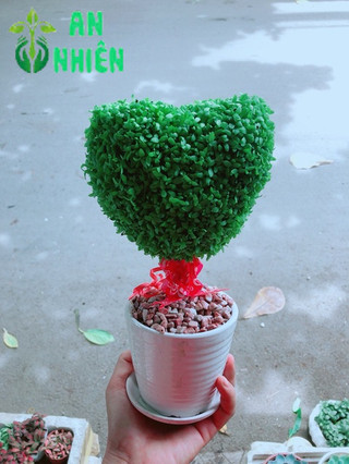 Chậu Cây May Mắn Trái Tim