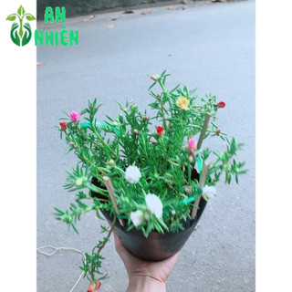 Hoa Mười Giờ