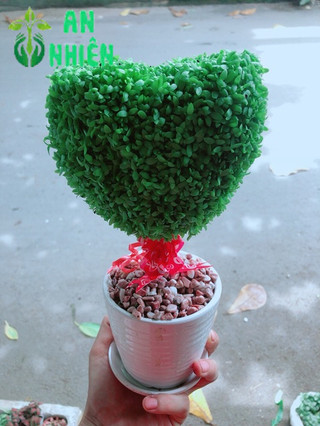 Chậu Cây May Mắn Trái Tim