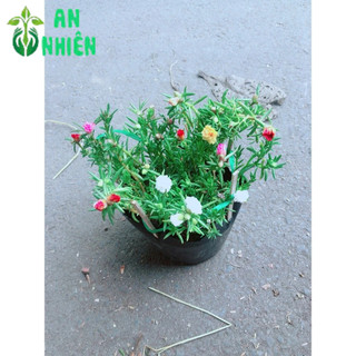 Hoa Mười Giờ