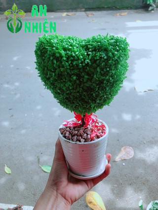Chậu Cây May Mắn Trái Tim