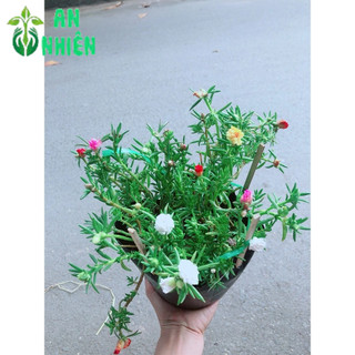 Hoa Mười Giờ