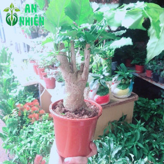 Cây Hạnh Phúc