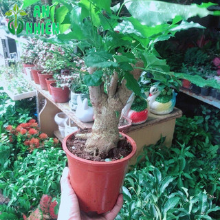 Cây Hạnh Phúc