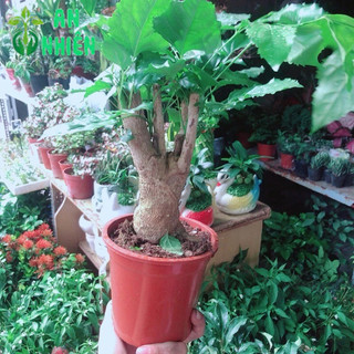 Cây Hạnh Phúc