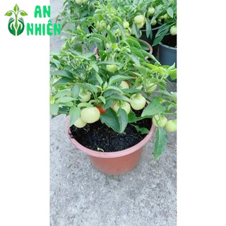 Cây Ớt Cà (Sẵn Trái)