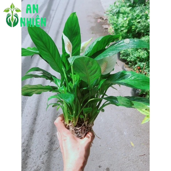 Cây Lan Ý Trồng Thuỷ Sinh