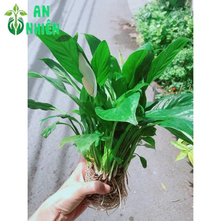 Cây Lan Ý Trồng Thuỷ Sinh