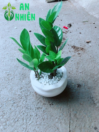 Chậu Kim Tiền Thái