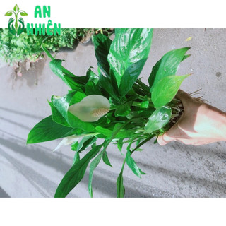 Cây Lan Ý Trồng Thuỷ Sinh