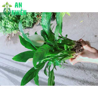 Cây Lan Ý Trồng Thuỷ Sinh