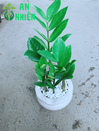 Chậu Kim Tiền Thái