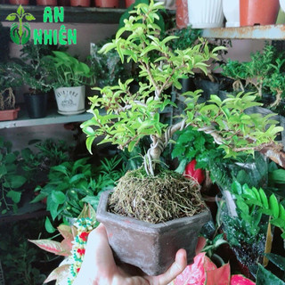Chậu Mai Chiếu Thuỷ Bonsai