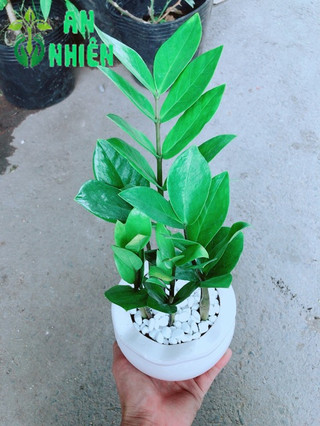 Chậu Kim Tiền Thái