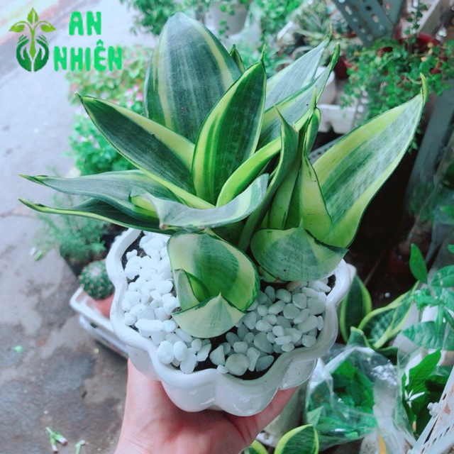 Chậu Lưỡi Hổ Thái Vàng