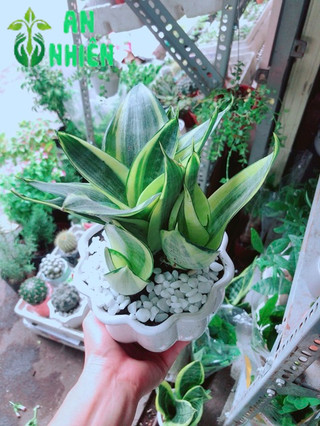 Chậu Lưỡi Hổ Thái Vàng