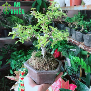 Chậu Mai Chiếu Thuỷ Bonsai