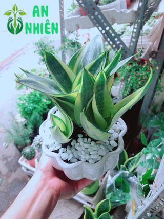 Chậu Lưỡi Hổ Thái Vàng