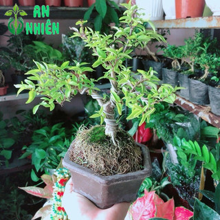 Chậu Mai Chiếu Thuỷ Bonsai