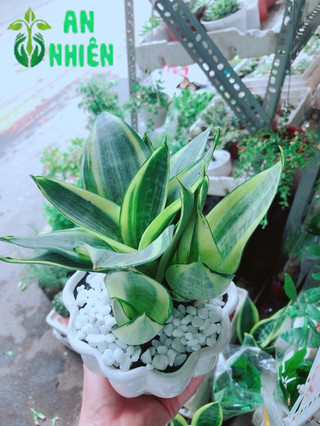 Chậu Lưỡi Hổ Thái Vàng