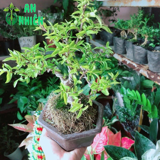 Chậu Mai Chiếu Thuỷ Bonsai