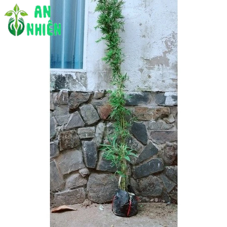 Trúc Quân Tử