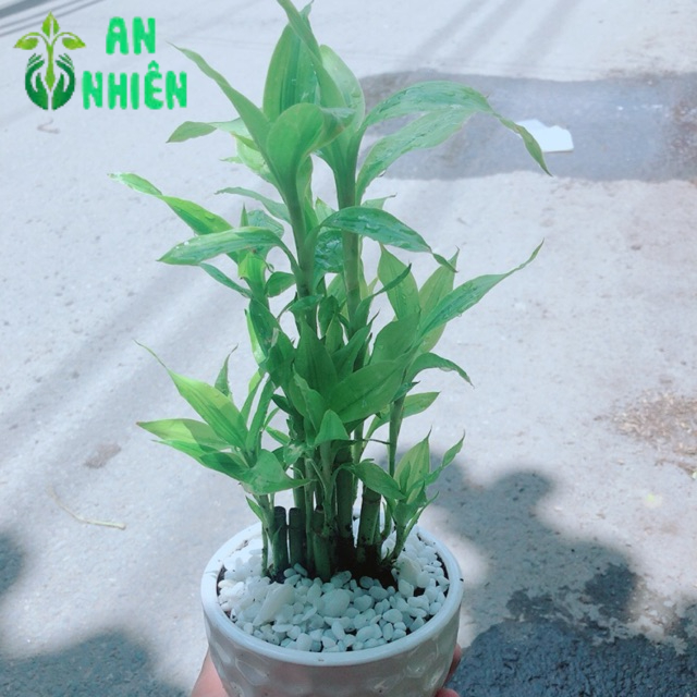 Chậu Trúc Phát Tài