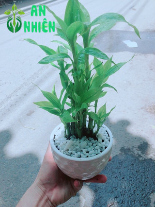 Chậu Trúc Phát Tài