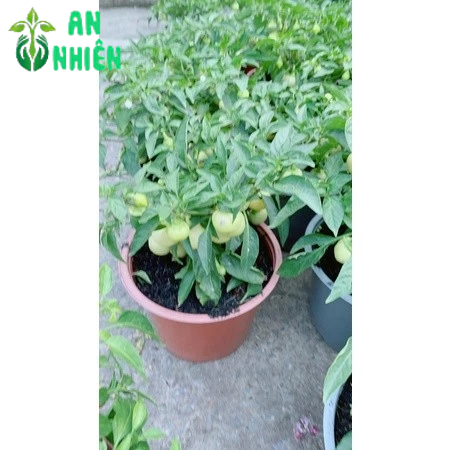 Cây Ớt Cà (Sẵn Trái)