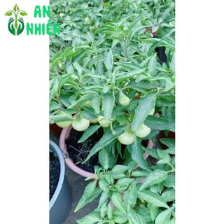 Cây Ớt Cà (Sẵn Trái)