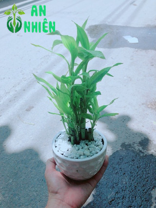 Chậu Trúc Phát Tài