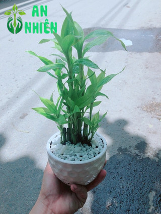 Chậu Trúc Phát Tài