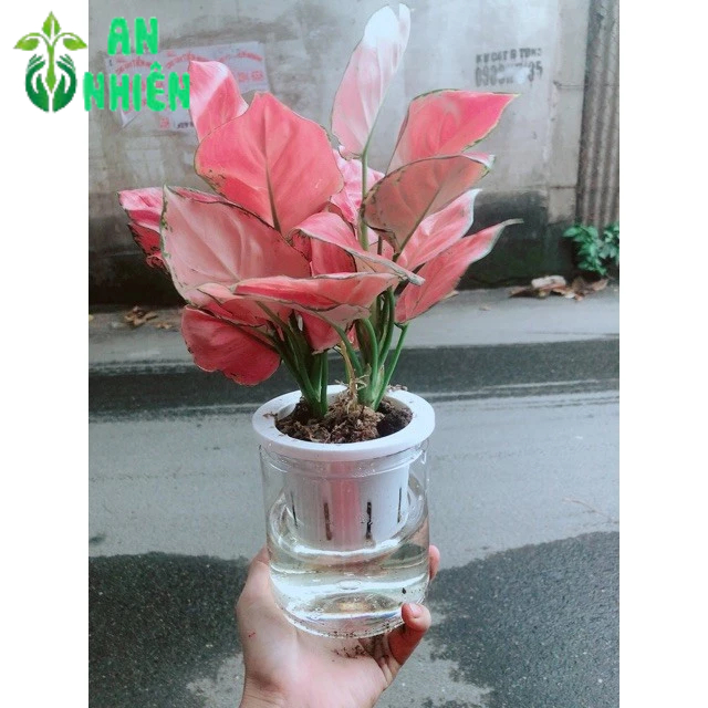 Chậu Vạn Lộc Trồng Thuỷ Sinh