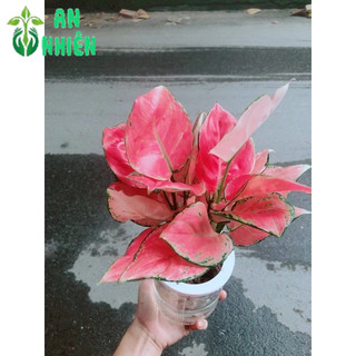 Chậu Vạn Lộc Trồng Thuỷ Sinh