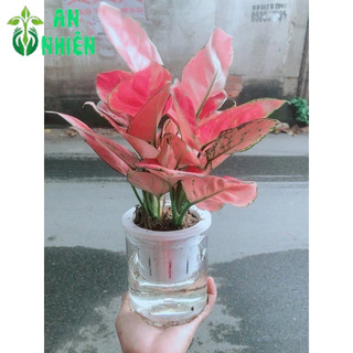 Chậu Vạn Lộc Trồng Thuỷ Sinh