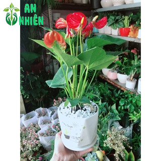 Chậu Cây Hồng Môn
