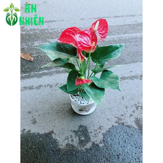 Chậu Cây Hồng Môn