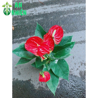 Chậu Cây Hồng Môn