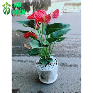 Chậu Cây Hồng Môn